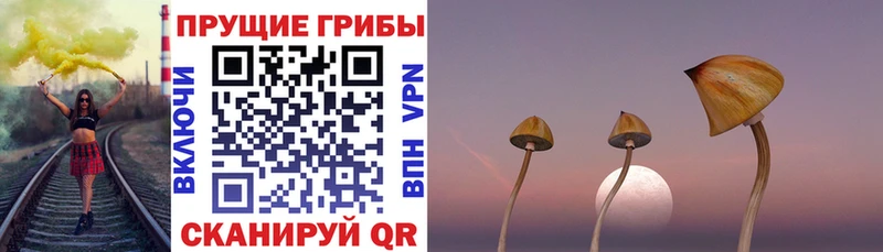 Псилоцибиновые грибы Cubensis Тырныауз